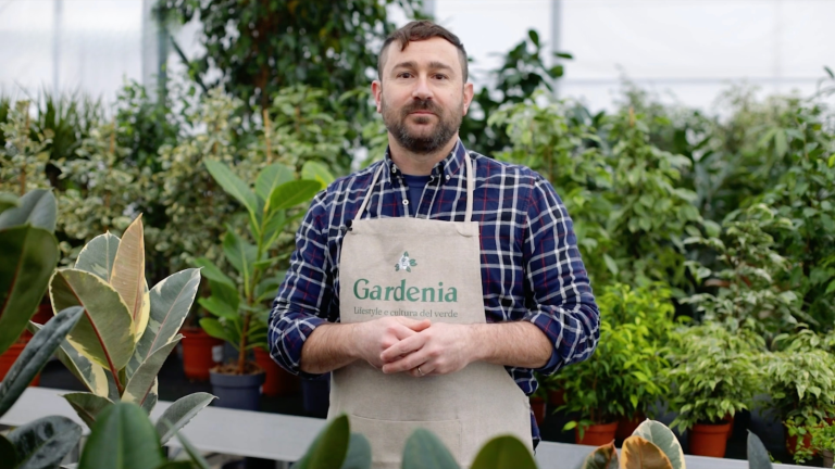 Piante che richiedono poca luce