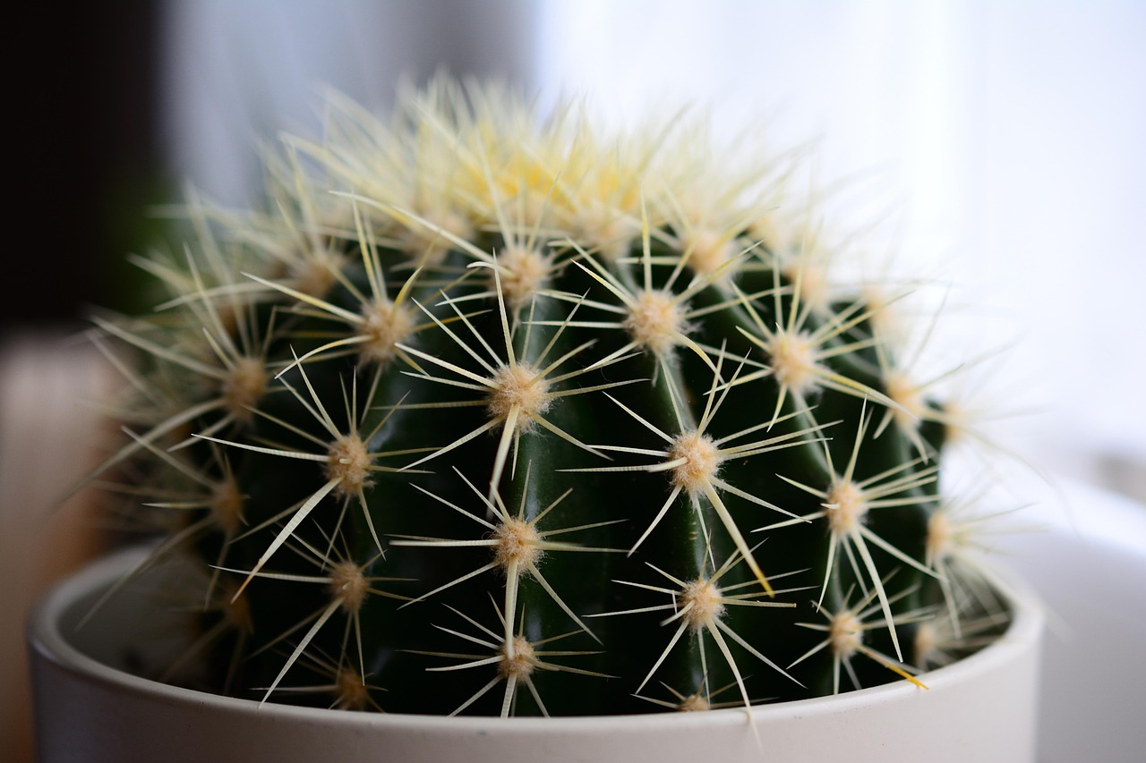 cactus con spine