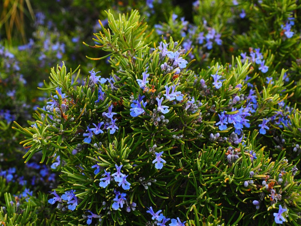 rosmarino con fiori viola in un campo