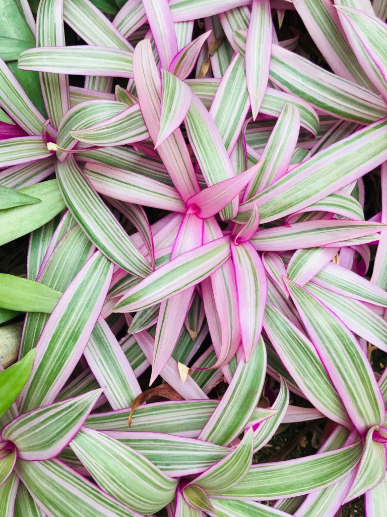 Tillandsia spathacea foglie verdi rosa