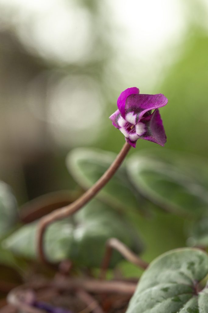 Cyclamen coum 'pink'