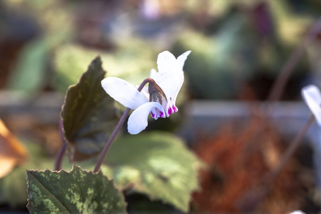 Cyclamen cyprium
