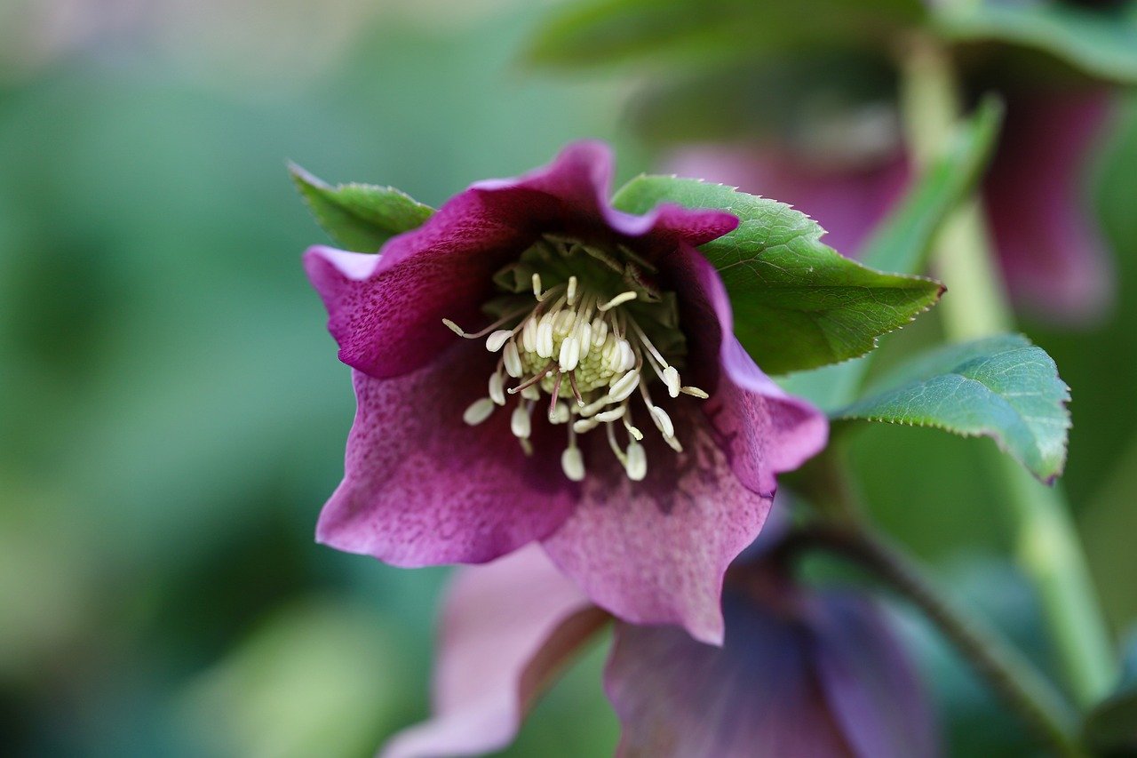 elleboro come coltivarlo