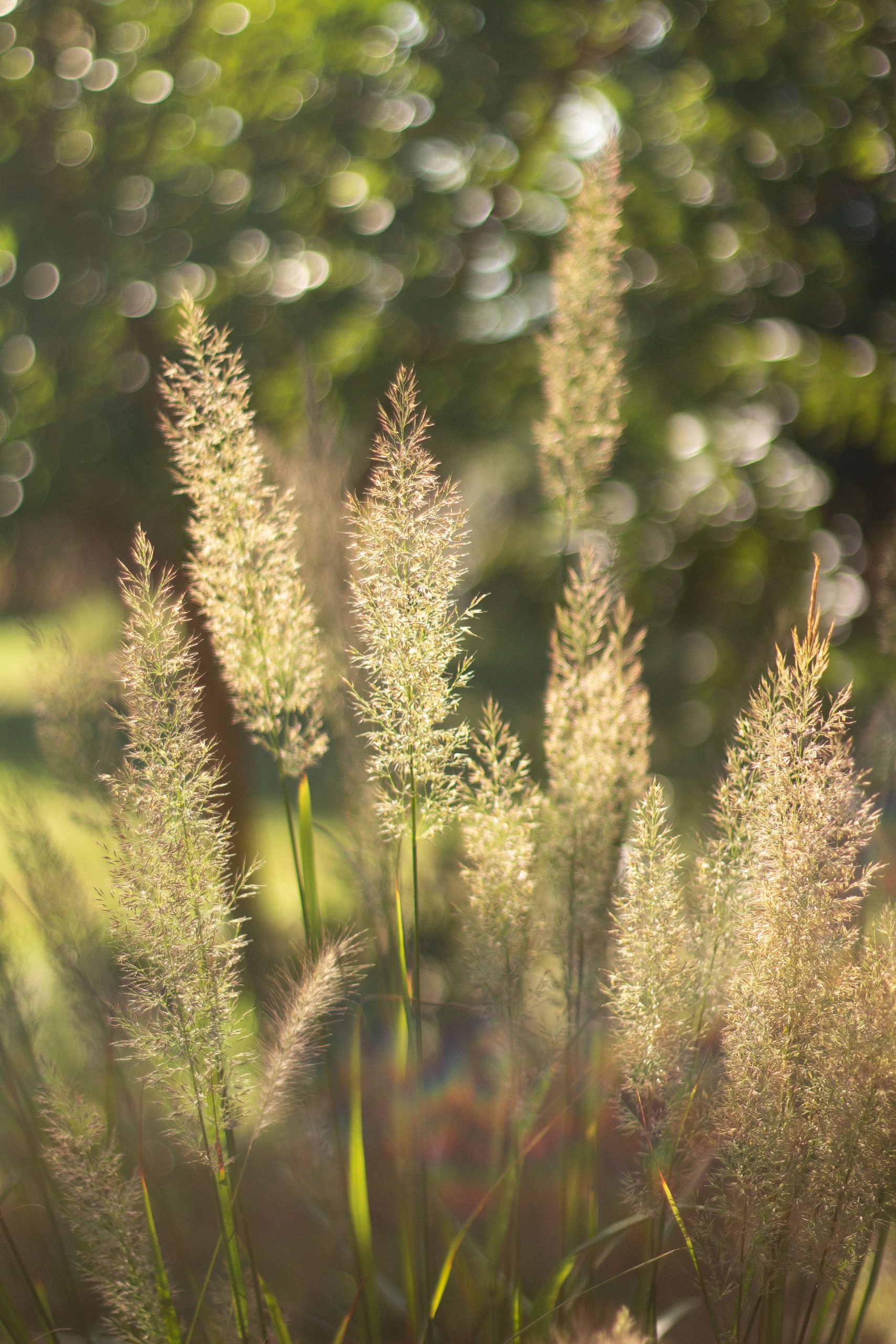 Calamagrostis brachytricha