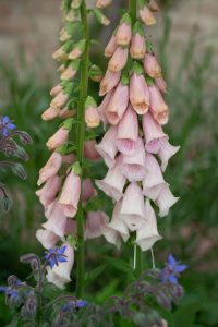 Digitalis purpurea 'Apricot'