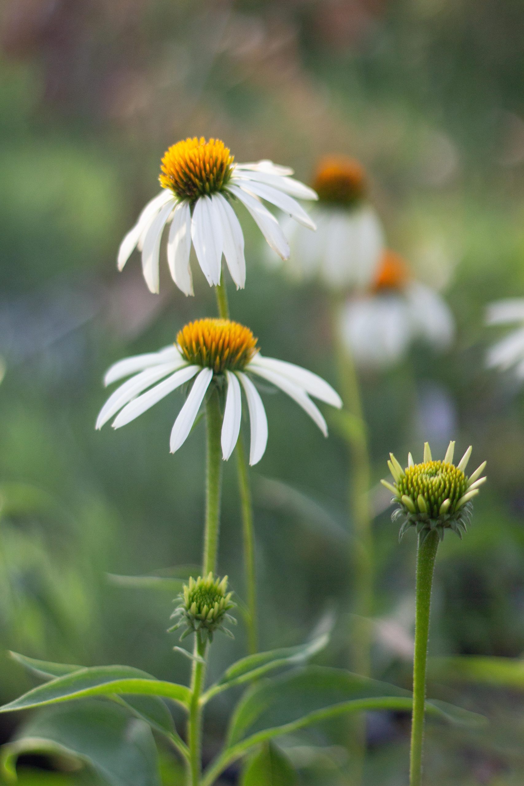Echinacea purpurea 'Alba'