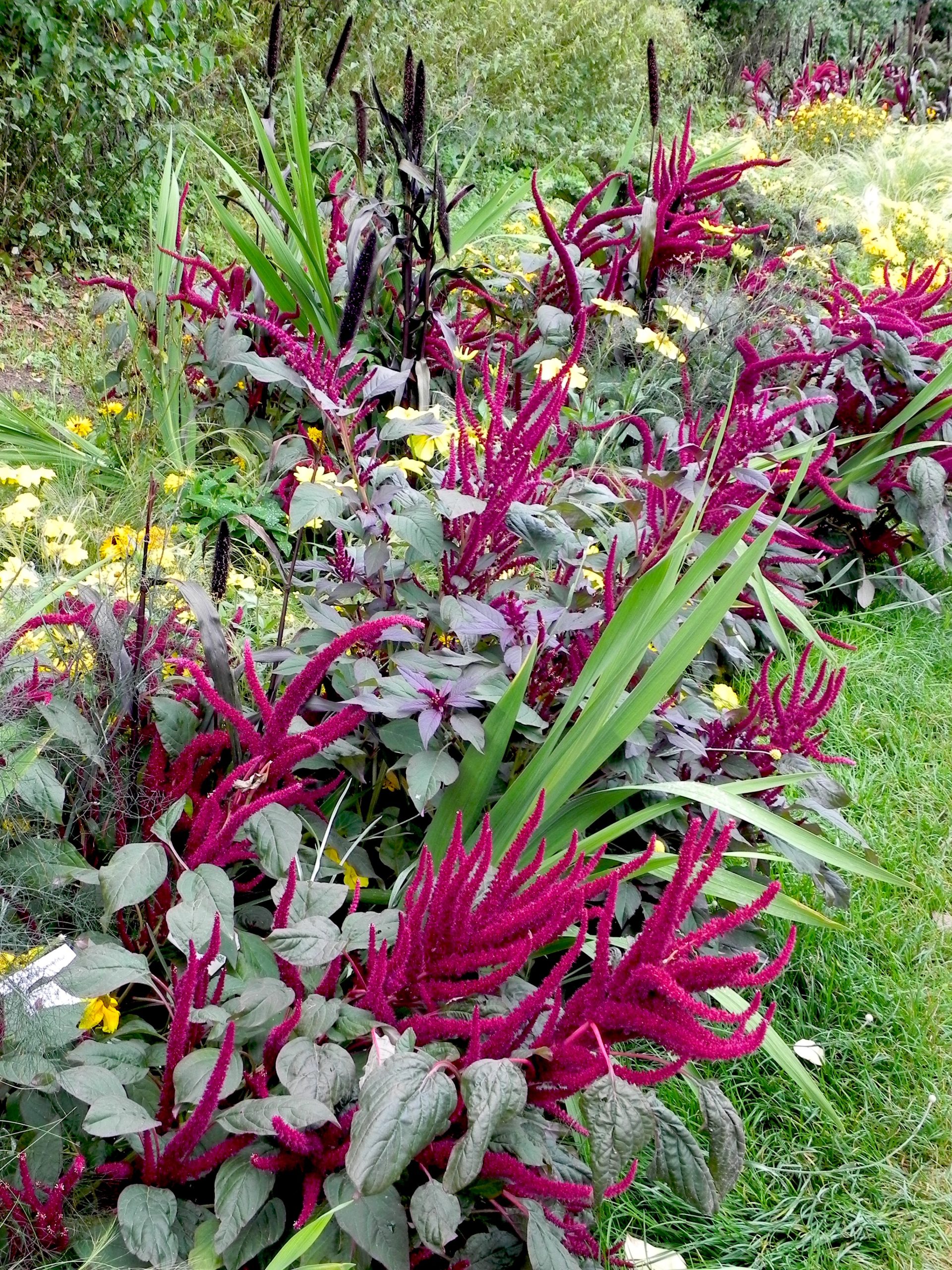 amaranto a foglie rosse