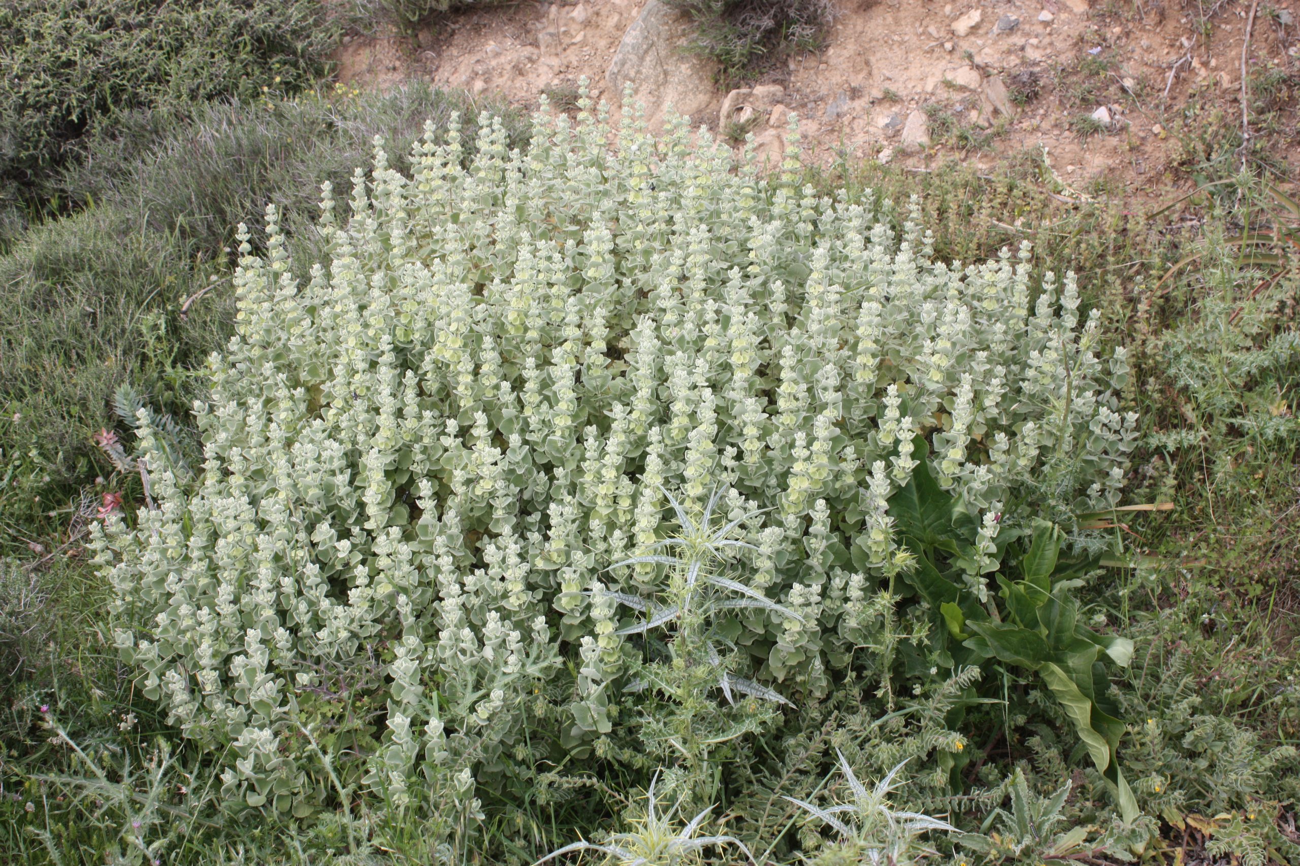 Ballota pseudodictamnus