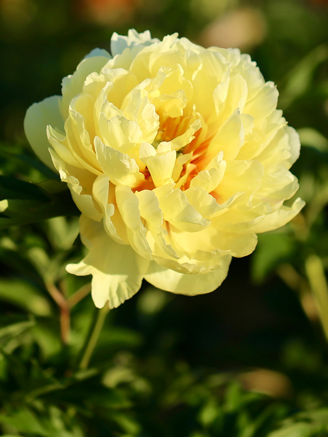 Paeonia ‘Bartzella’.