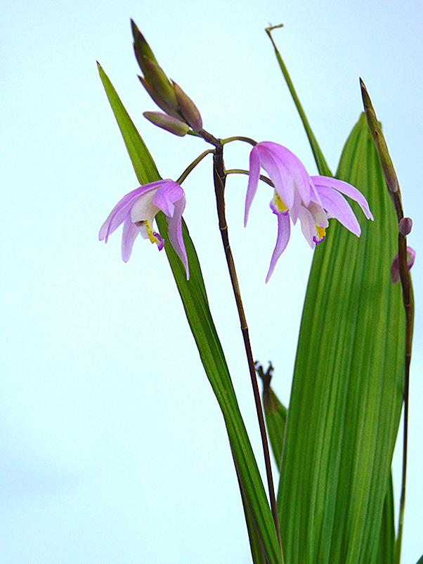 Bletilla ‘Penway Dragon’