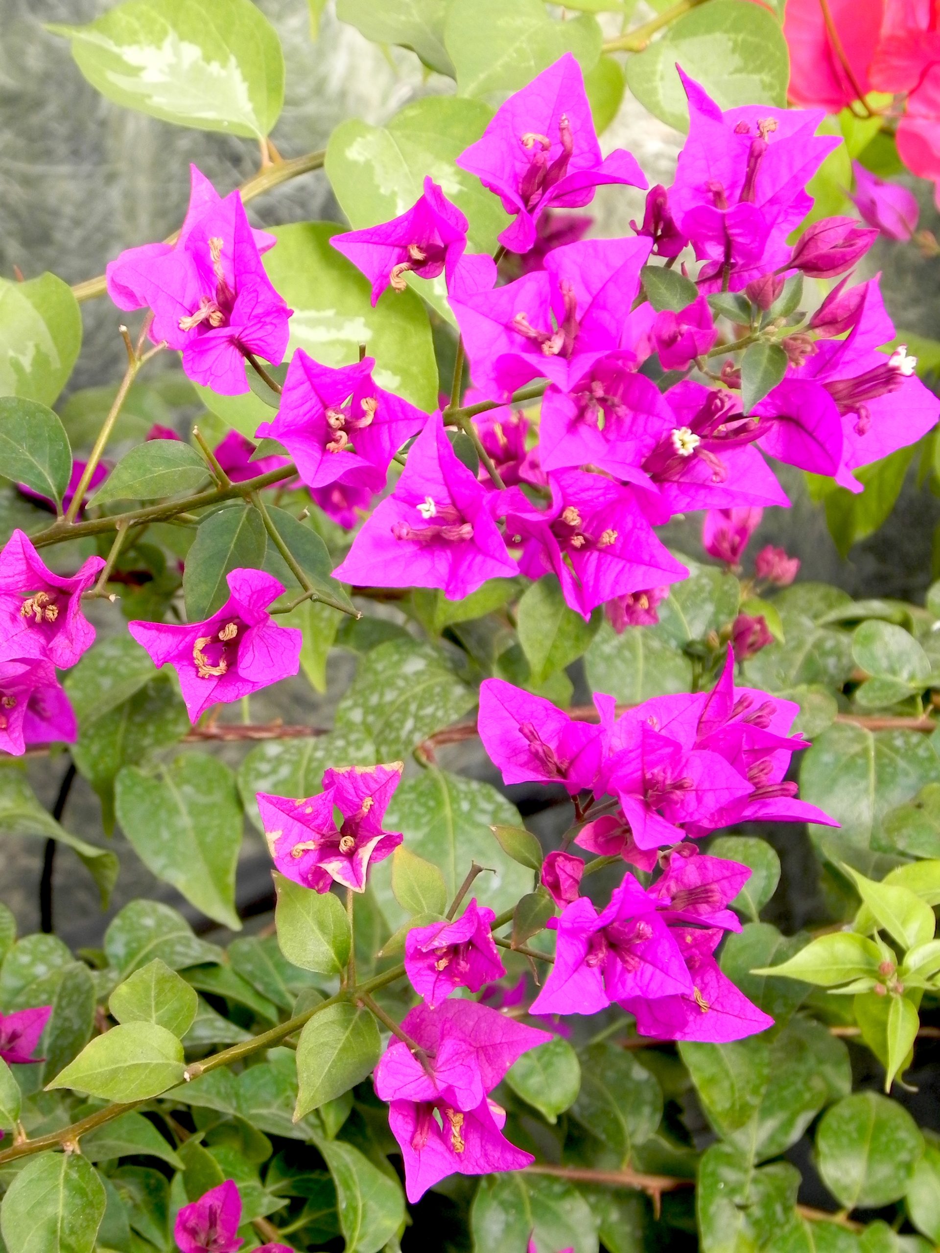 Bougainvillea spectabilis