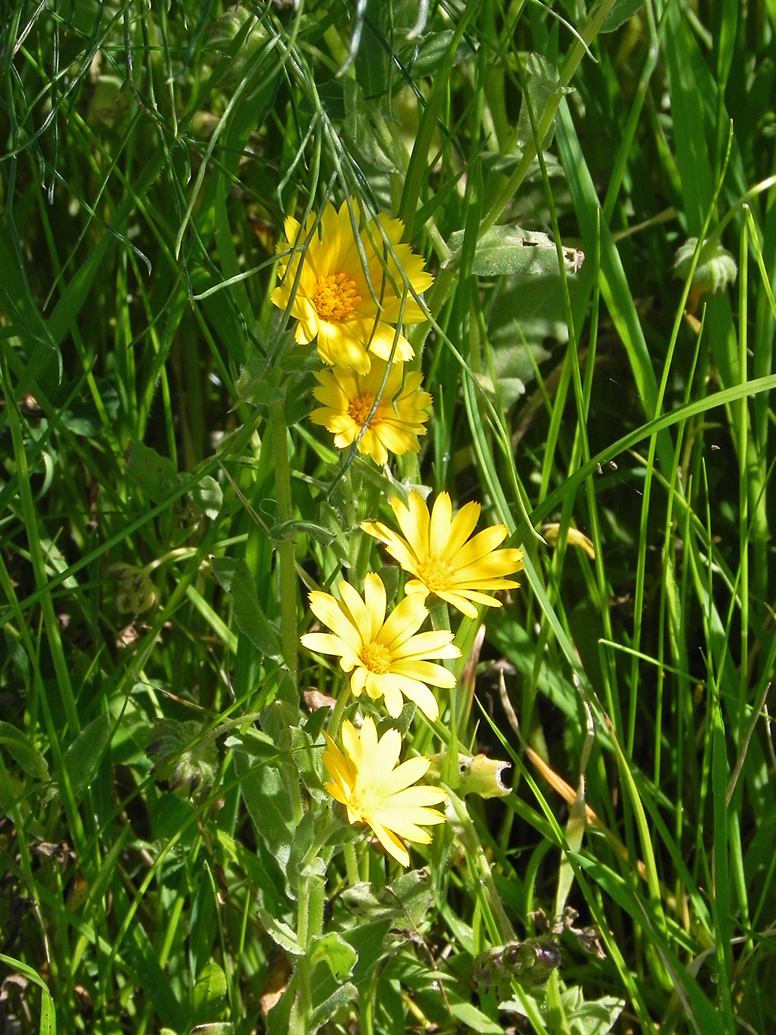 infiorescenza gialla di calendula