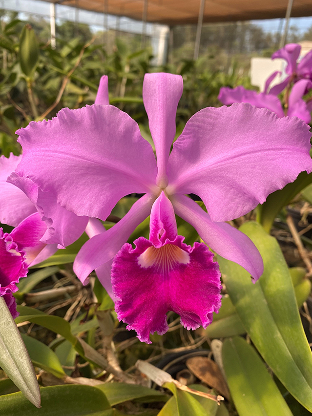 Cattleya warscewiczii
