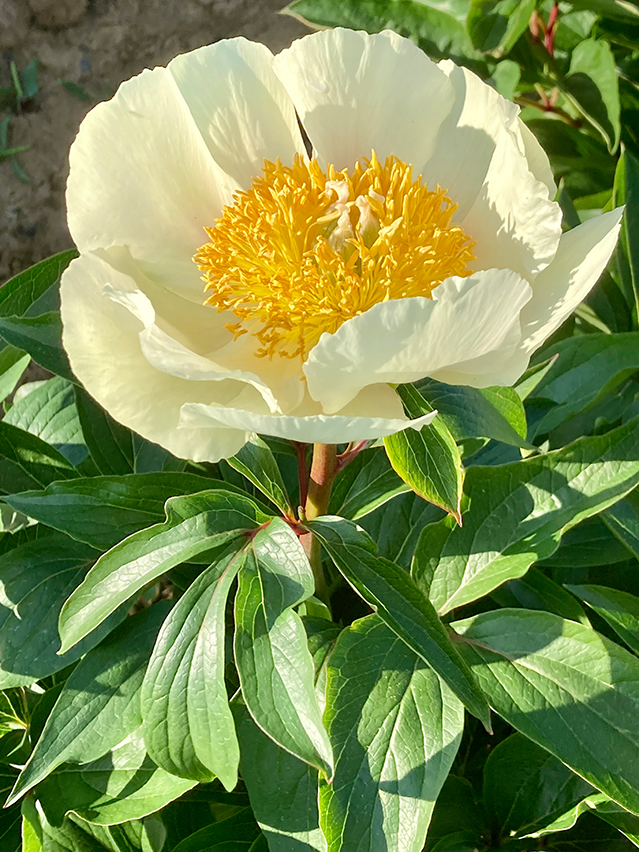 Paeonia ‘Claire de Lune’
