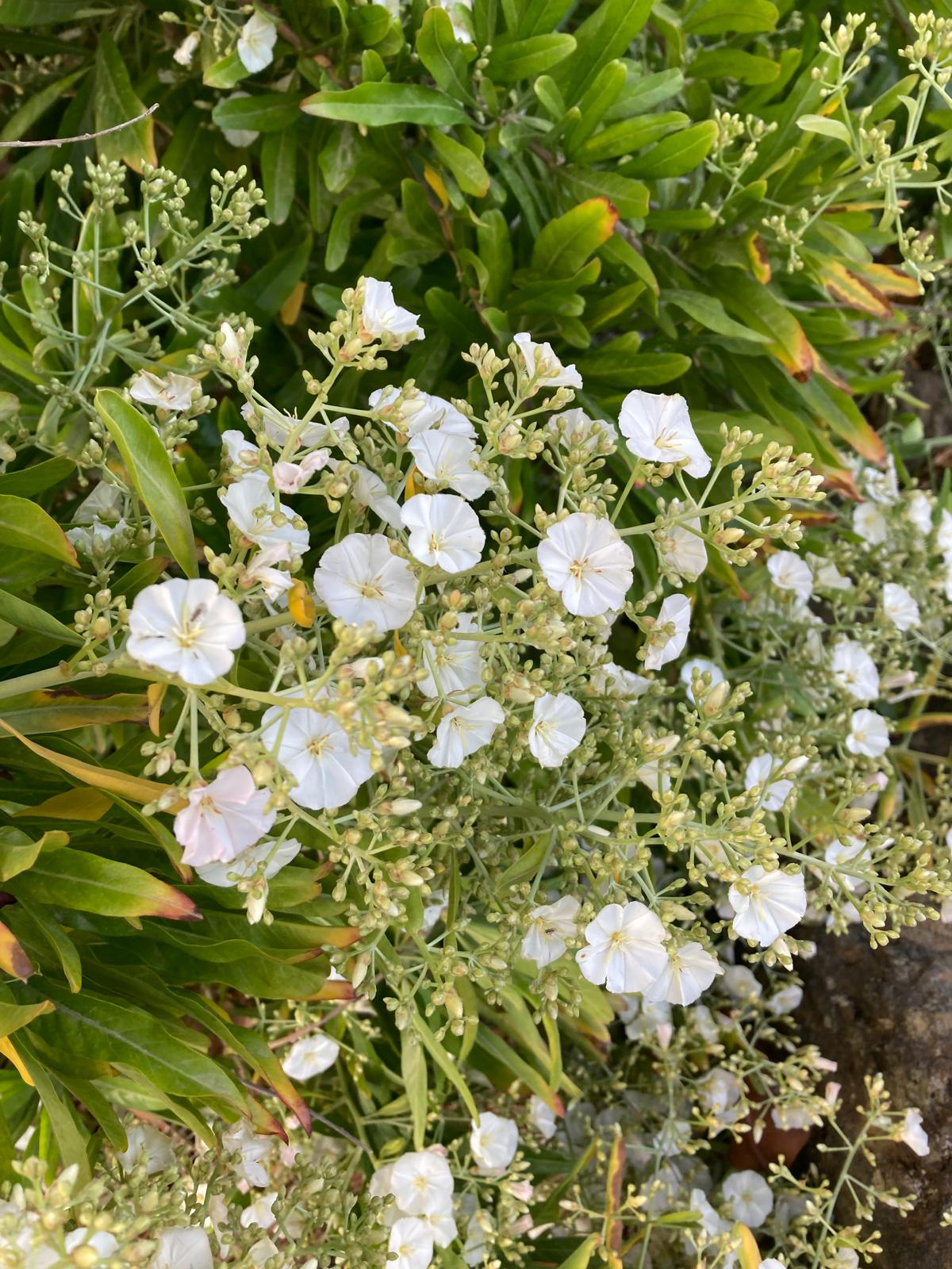 Convolvulus floridus