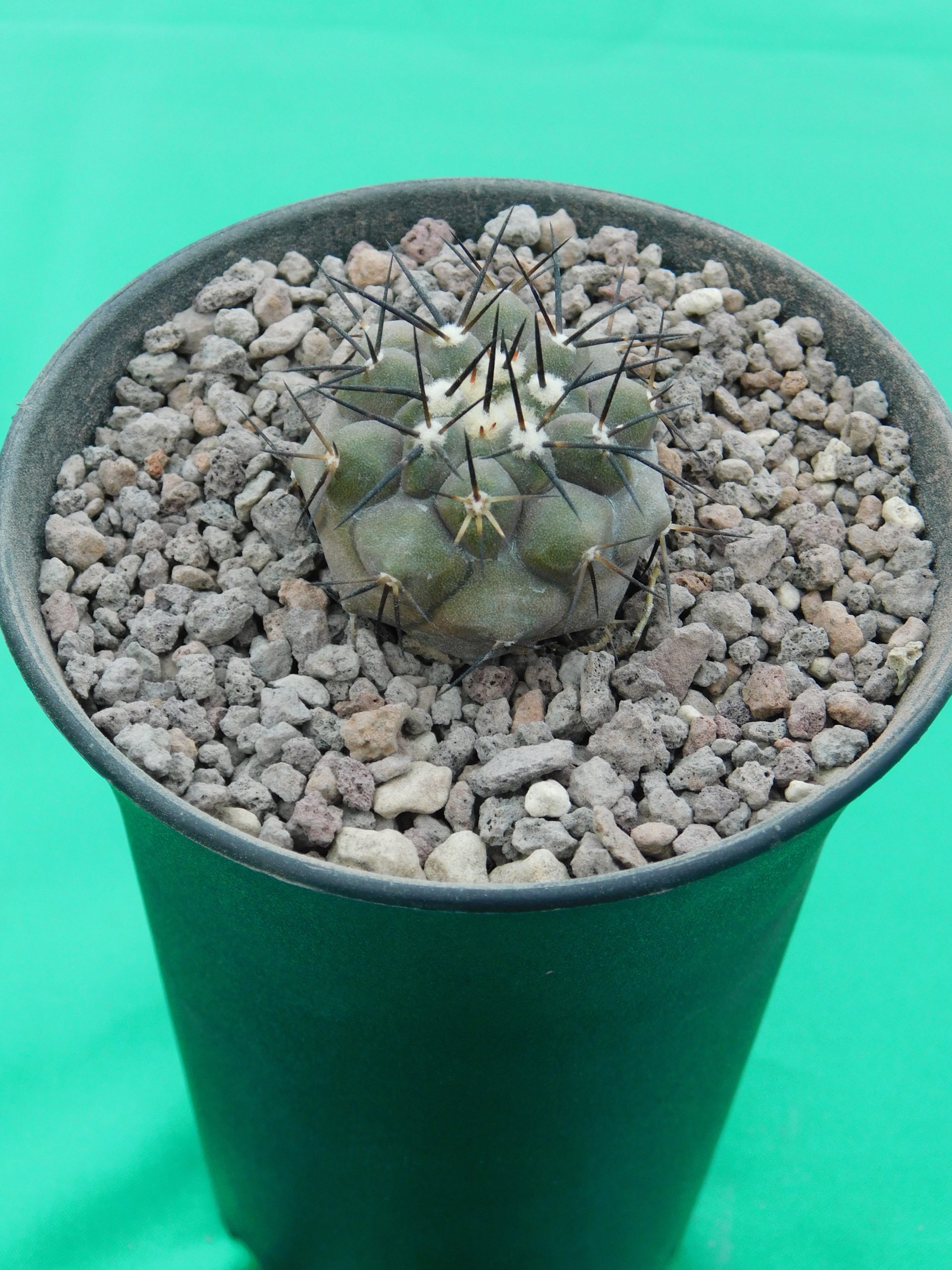 Copiapoa cinerea