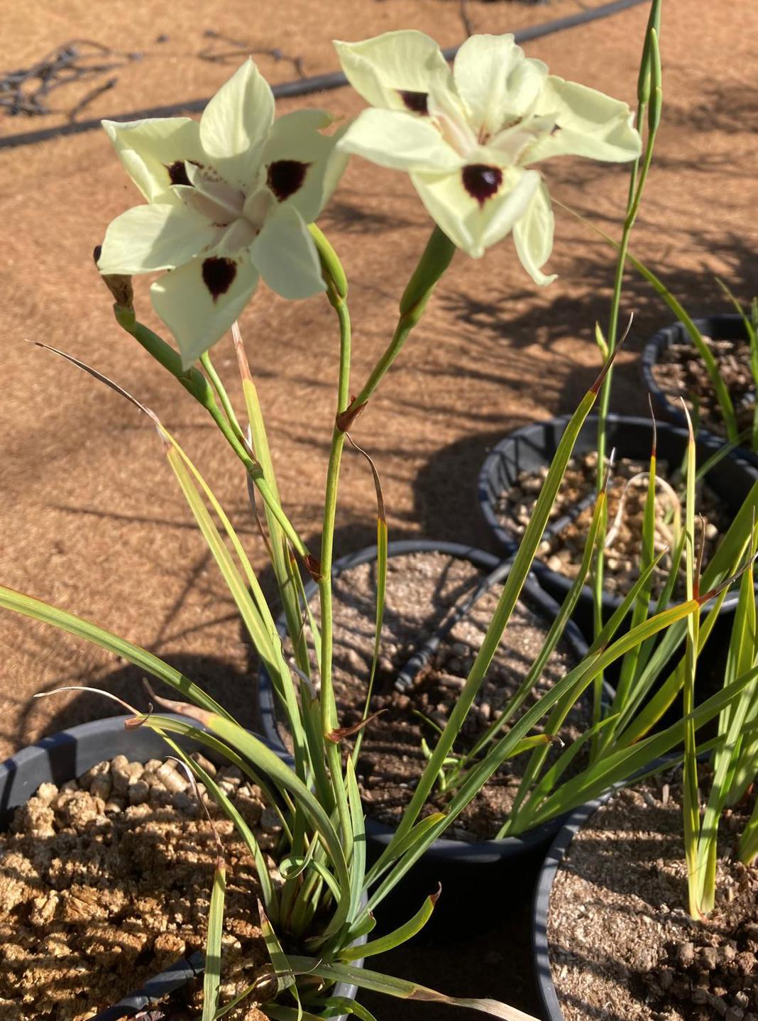 Dietes iridioides