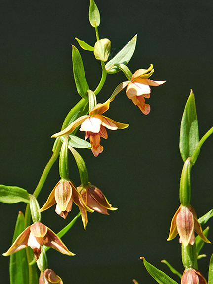 Epipactis thunbergii x gigantea