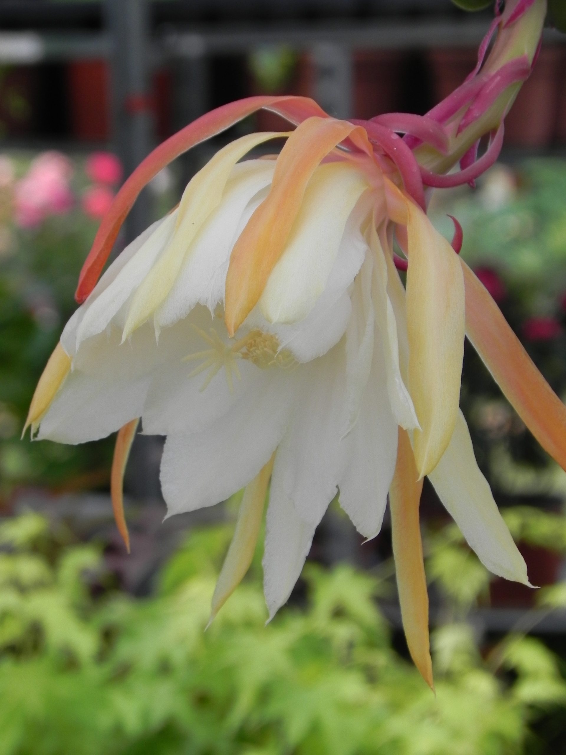 Epiphyllum ‘Italian Island’