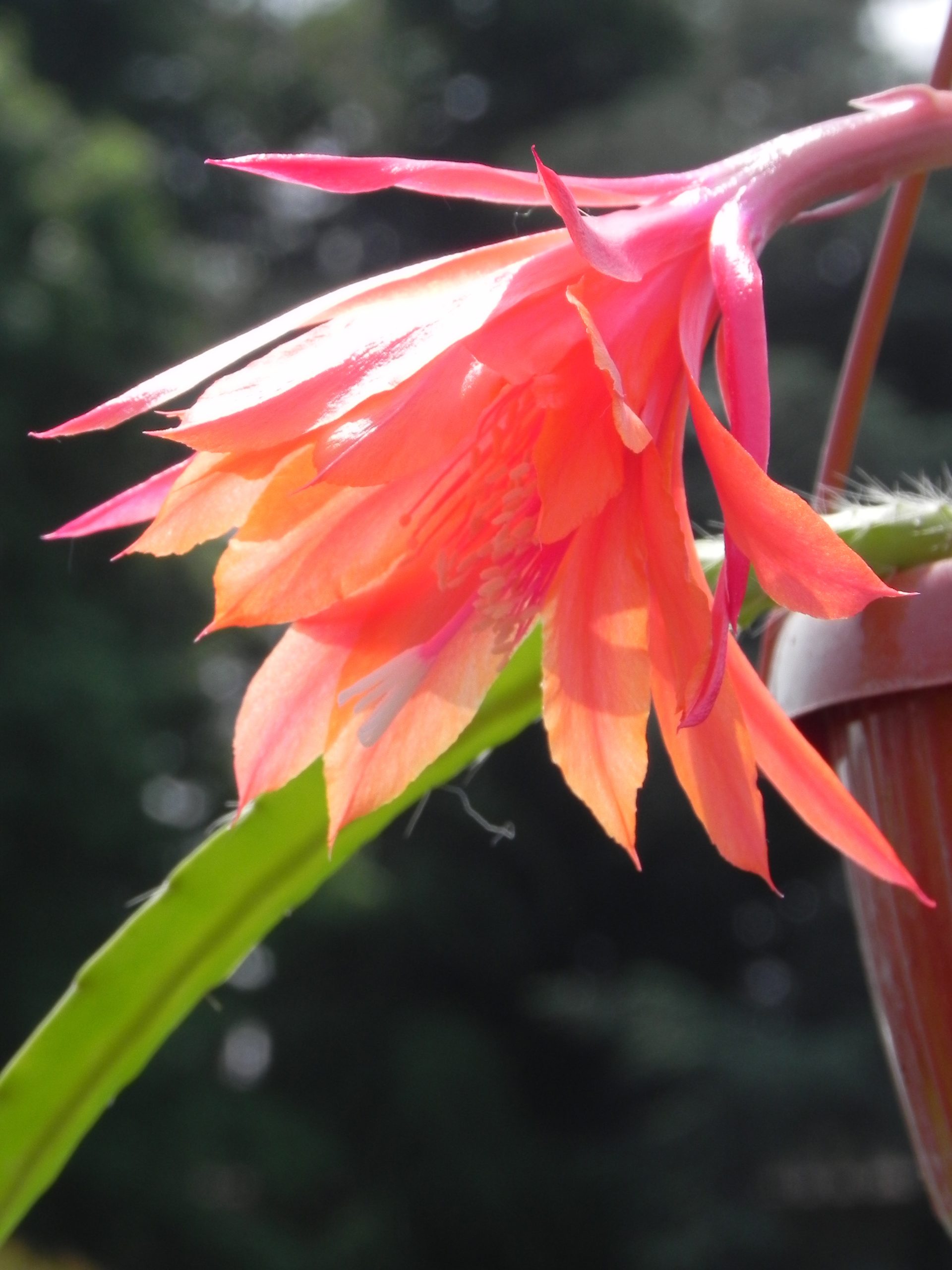 Epiphyllum ‘Ray of Light’