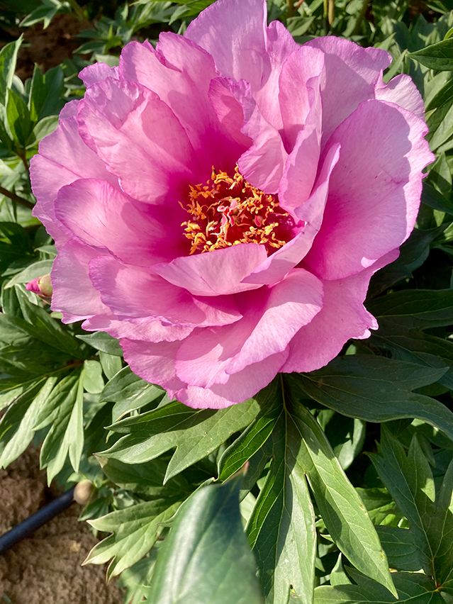 Paeonia ‘First Arrival’