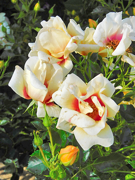 Rosa ‘Glorious Babylon Eyes’