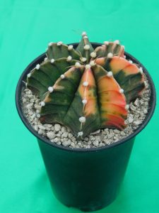 vivaio la casa del cactus, specializzato in piante succulente