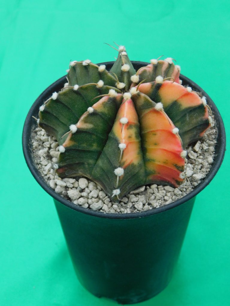 vivaio la casa del cactus, specializzato in piante succulente