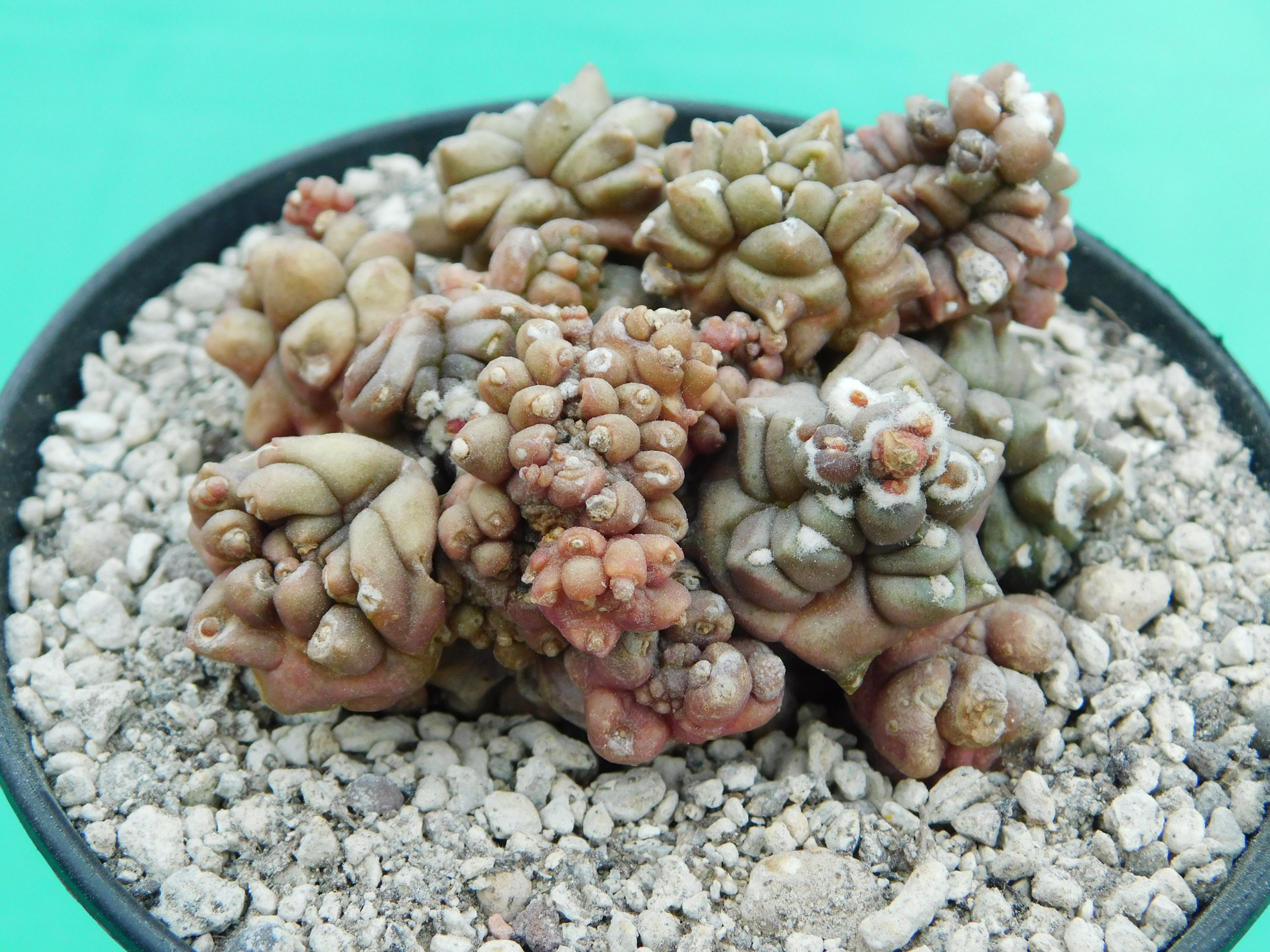 Gymnocalycium ‘Kikko’