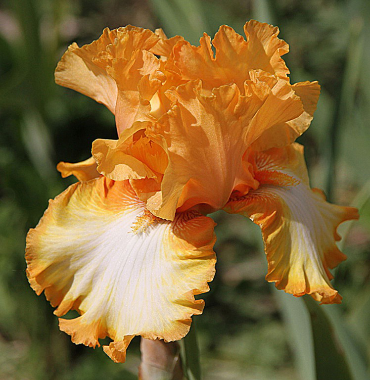 Iris ‘Return Address’