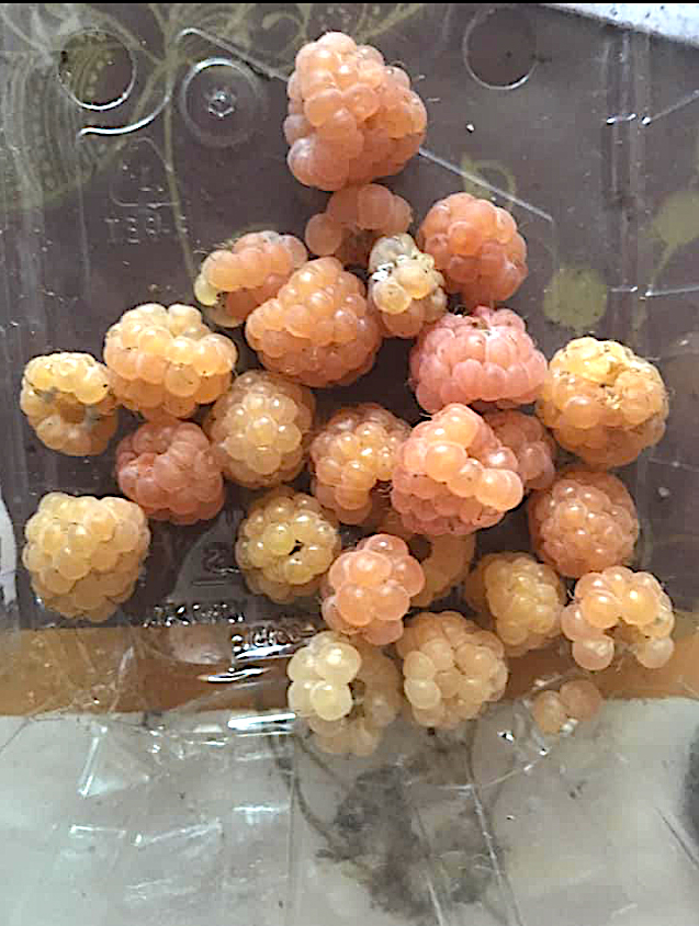 Lampone ‘Golden Queen’