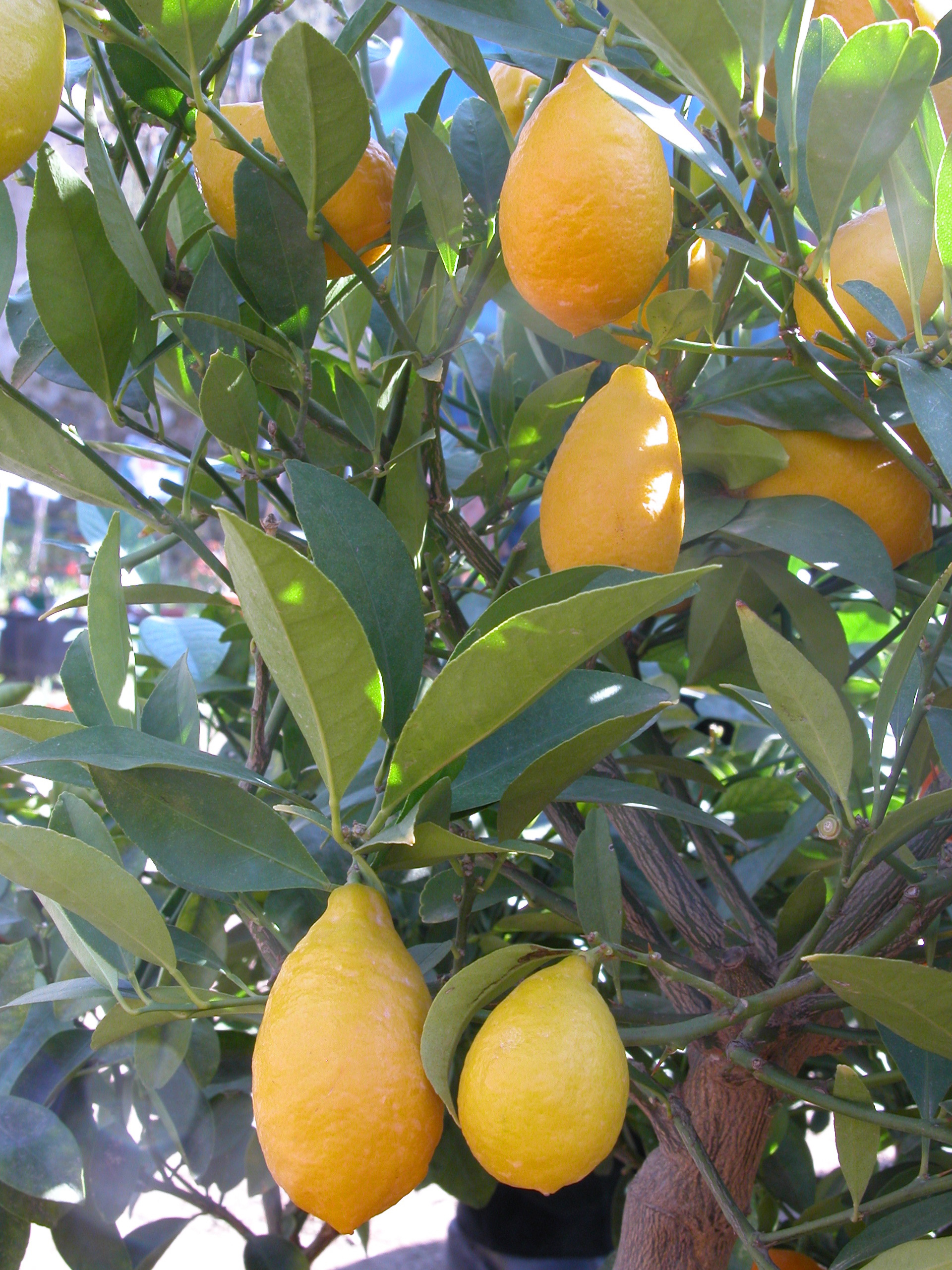 Limone 'Lunario'