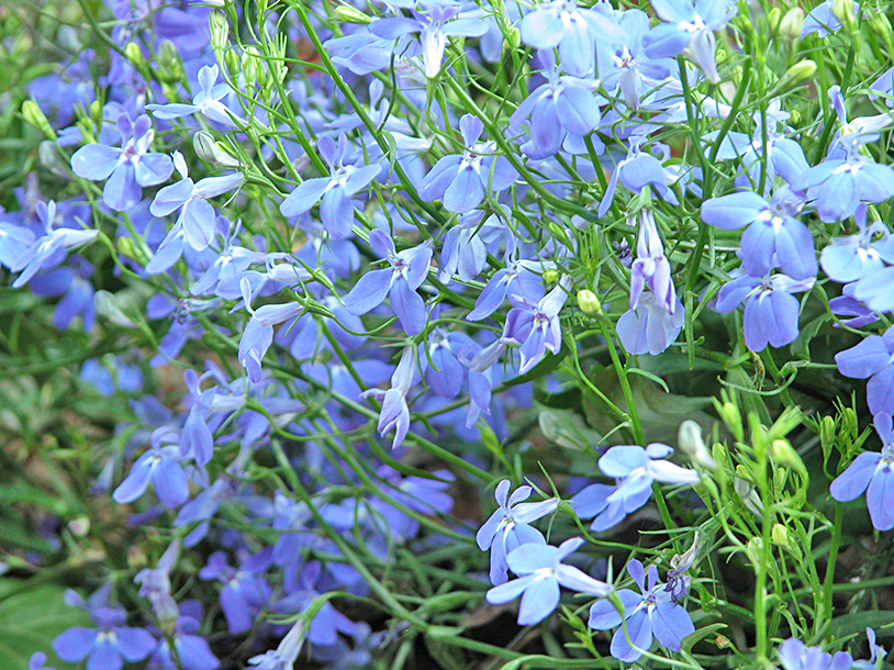 fiori di campanula