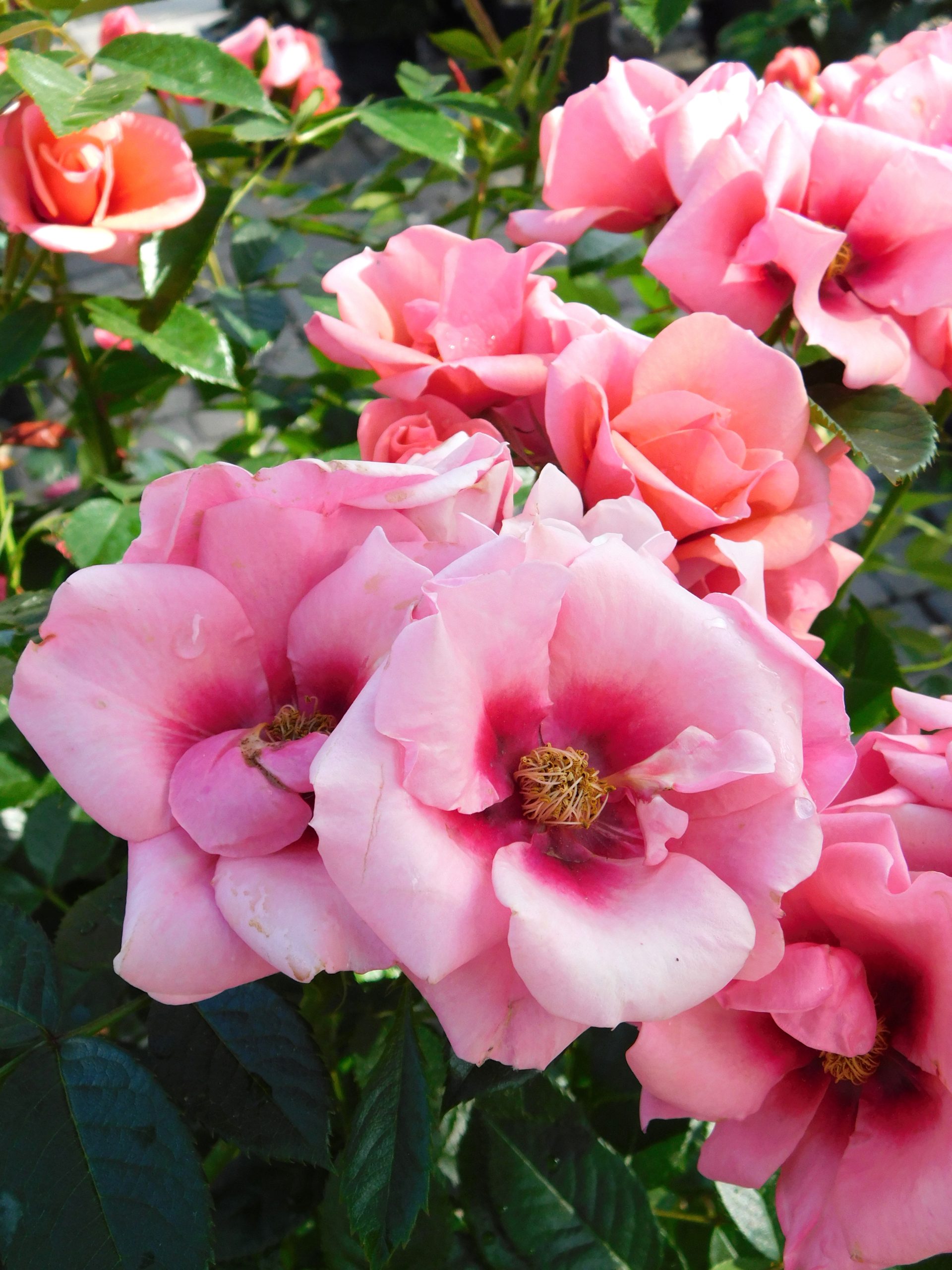 Rosa ‘Maestro Babylon Eyes’