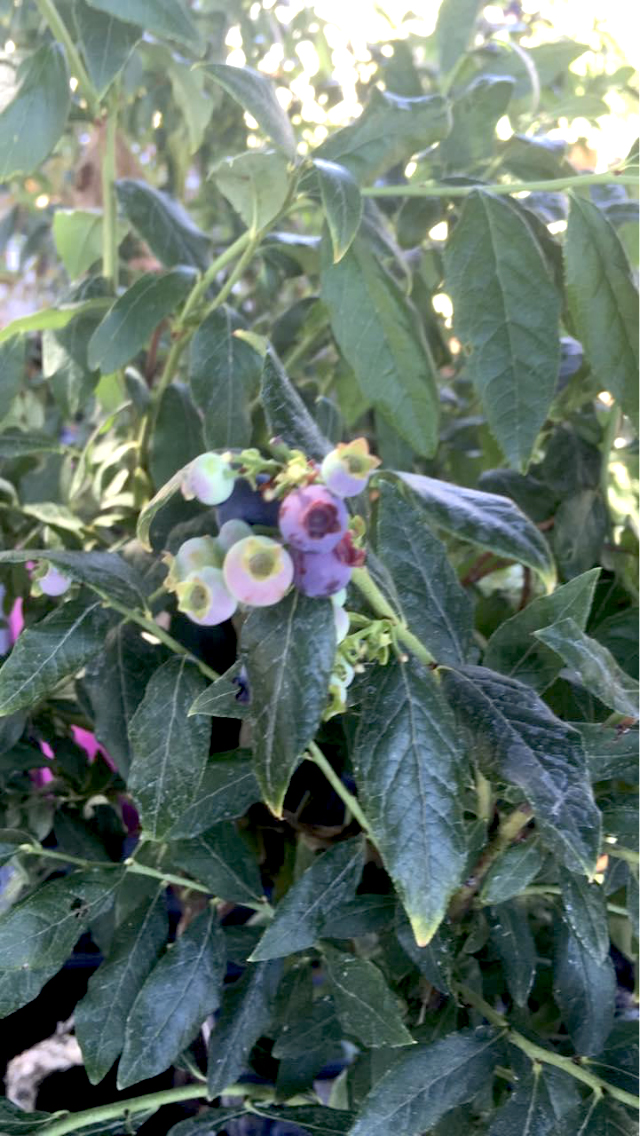 Mirtillo americano ‘Hortblue Petite’