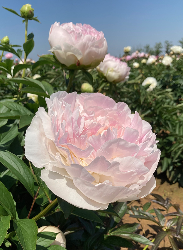 Paeonia ‘Mother’s Choice’