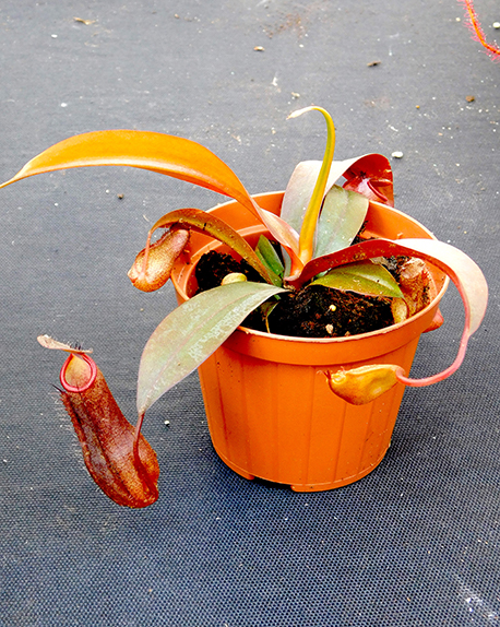 Nepenthes x ‘Rebecca Soper’