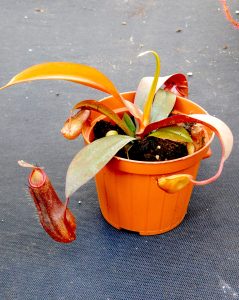 vivaio stranger plants