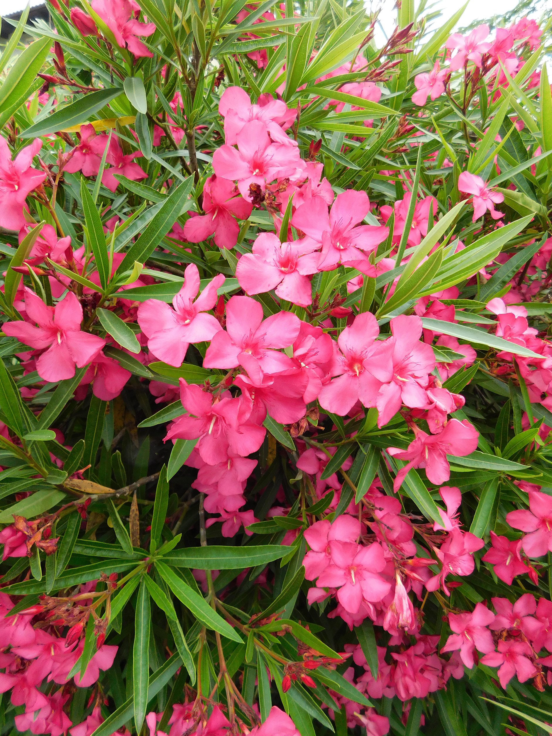 Nerium oleander ‘Framboise’