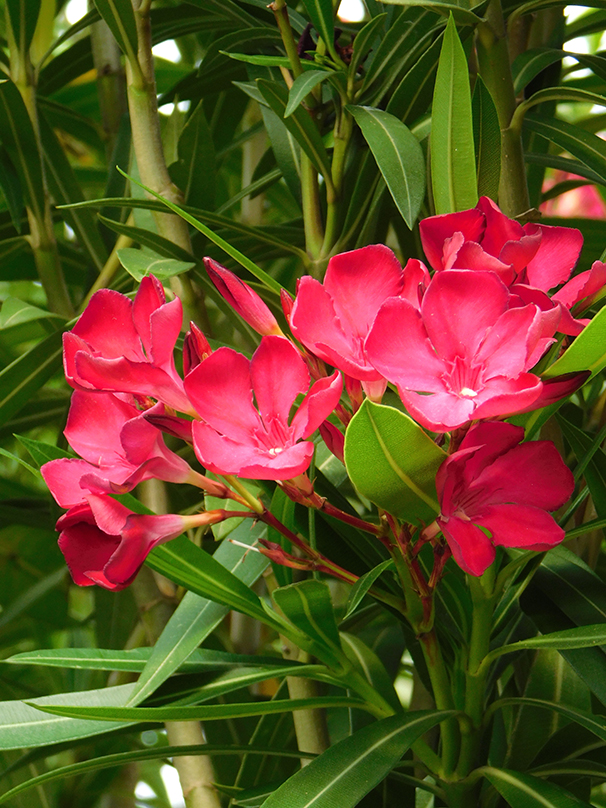 Nerium oleander ‘Claudia’