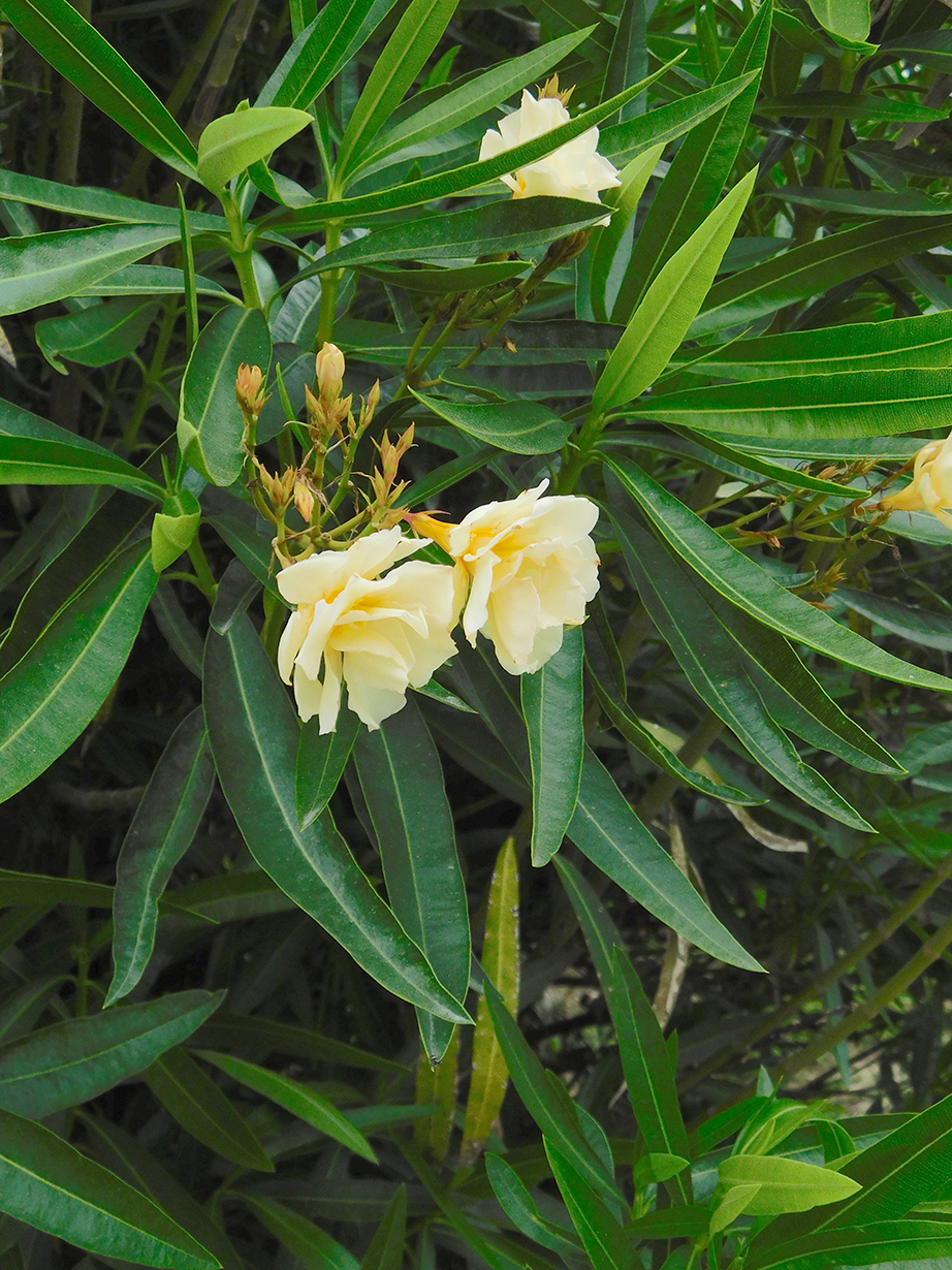 Nerium oleander ‘Luteum Plenum’