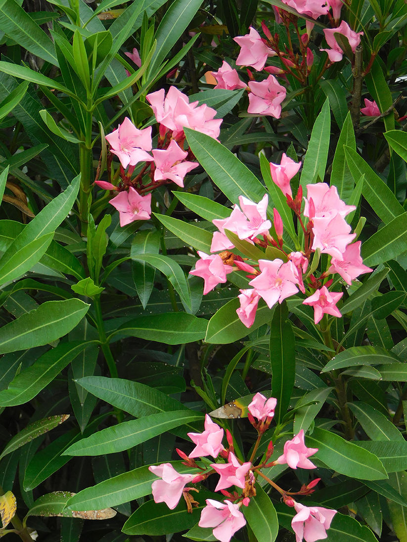 Nerium oleander ‘Minouche’