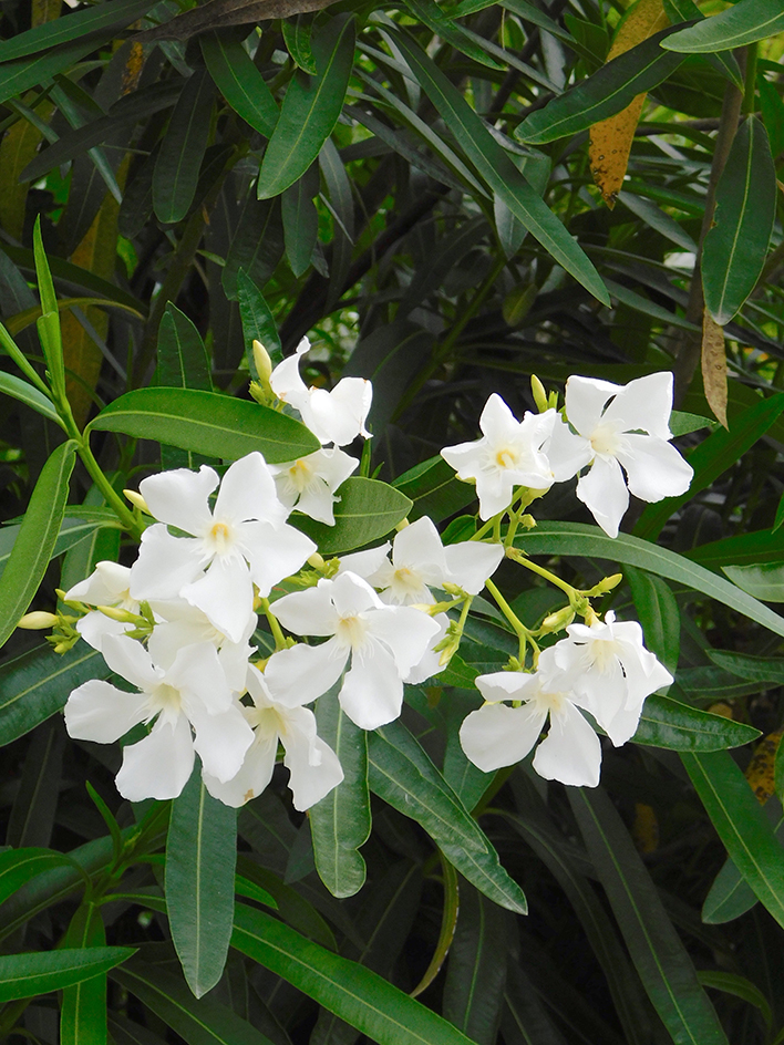 Nerium oleander ‘Soeur Agnes’