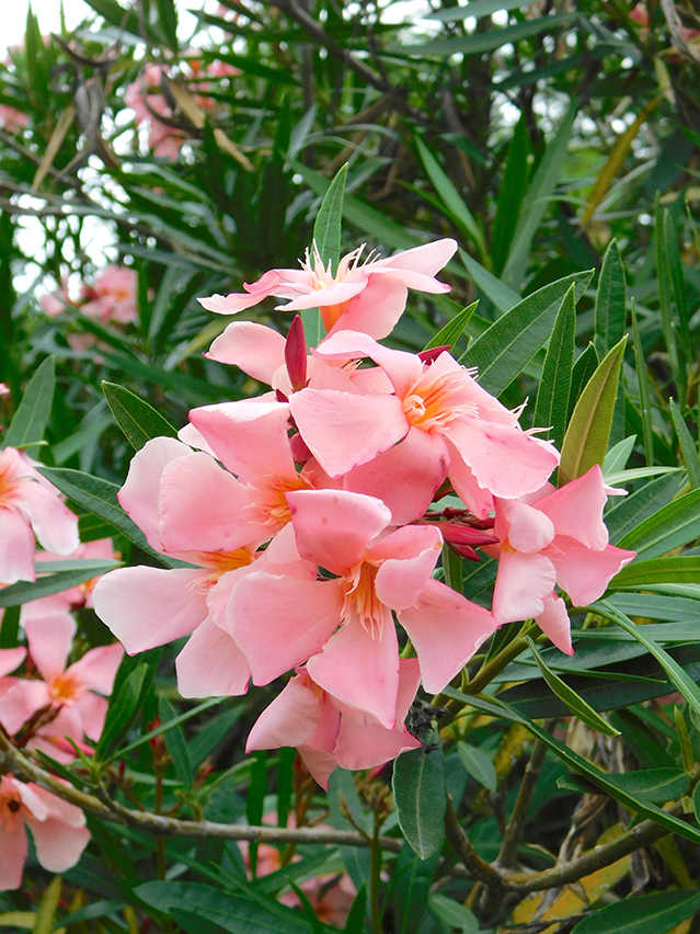Nerium oleander ‘Tito Poggi’