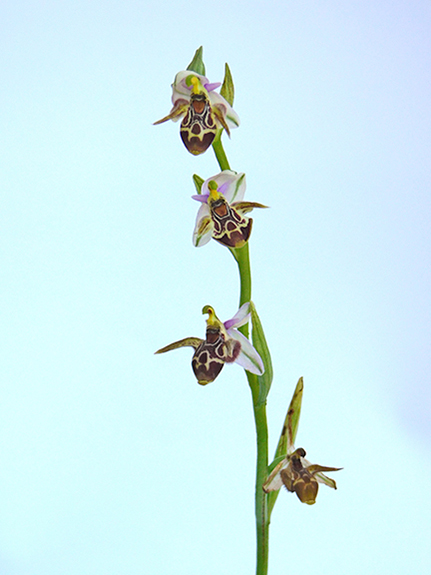 Ophrys scolopax ssp. cornuta