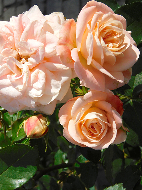 Rosa ‘Orfeas’