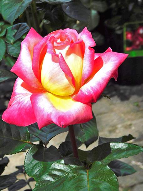 Rosa ‘Oriental Peace’