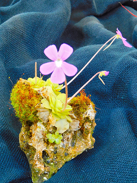 Pinguicula x weser