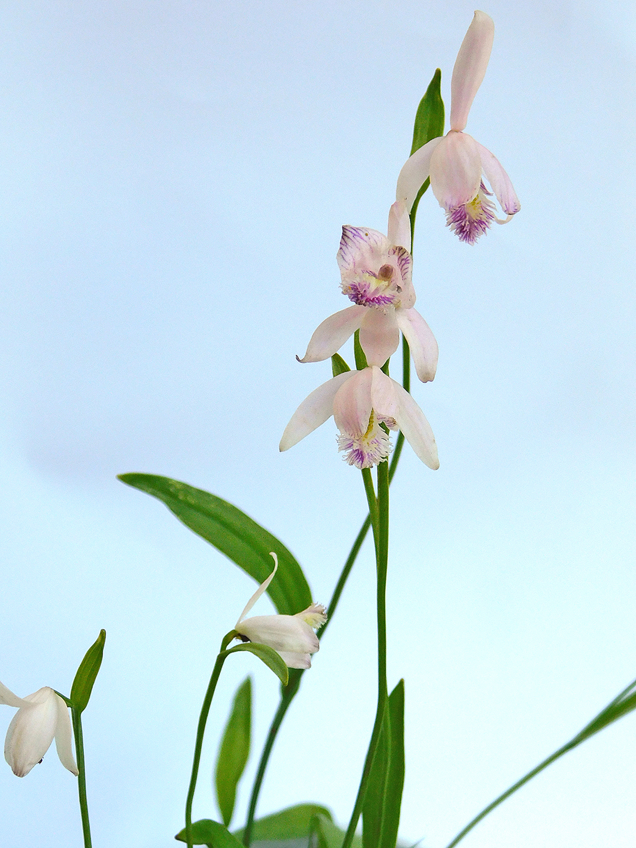 Pogonia ophioglossoides