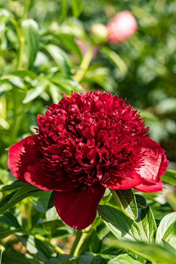 Paeonia ‘Red Charm’